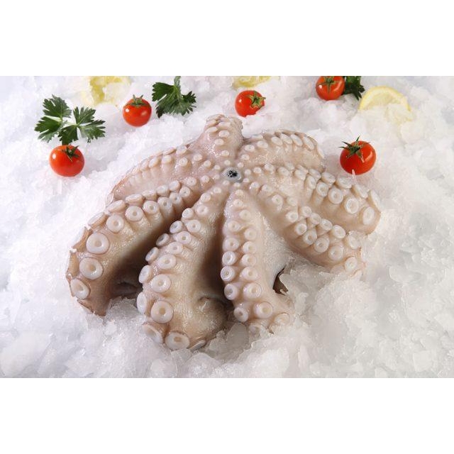 ΟΜΗΡΟΣ ΧΤΑΠΟΔΙ Τ2(3-4kg)ΜΑΡΟΚΟΥ