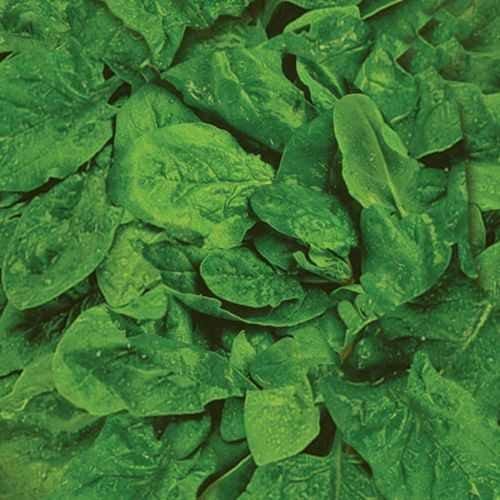 ΣΠΑΝΑΚΙ ΕΛΛΗΝ.XYMA(8kg)