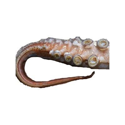 ΟΜΗΡΟΣ ΠΛΟΚAMIA(10kg)ΘΡΑΨΑΛΟΥ ΟΜΗΡΟΣ ΠΛΟΚAMIA(10kg)ΘΡΑΨΑΛΟΥ